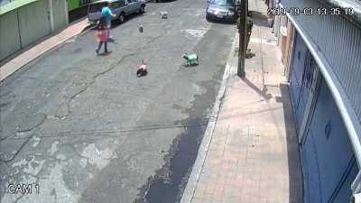 Potato shaped POS attacks lady instead of having a leash on his dogs