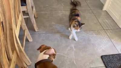 Kitten letting him know who&rsquo;s in charge. (It&rsquo;s his toy)