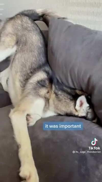 Throws tantrum - forgets why - buries into couch