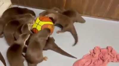 Otterly adorable