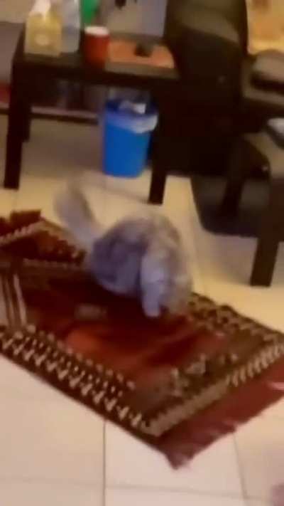 The Prayer Kitty