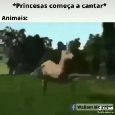 Viado dan&ccedil;arino