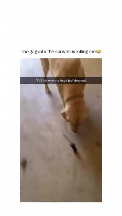 Dog gives the greatest gift of all; a friend