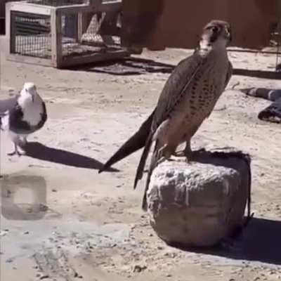 Don&rsquo;t know if this has been posted here but this guy is giving it his best go!