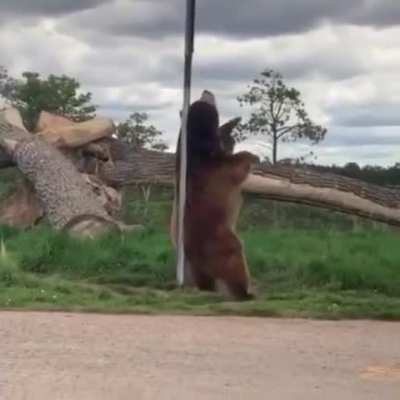 "Somebody come get her, she's dancing like a striper"