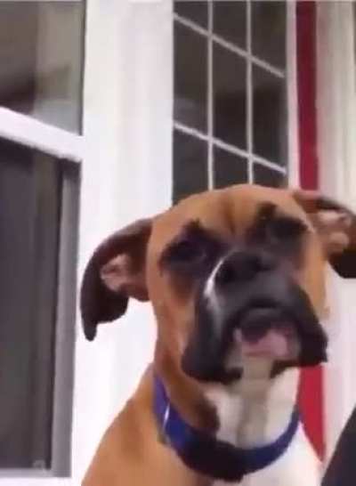 Dog yawns a little differently