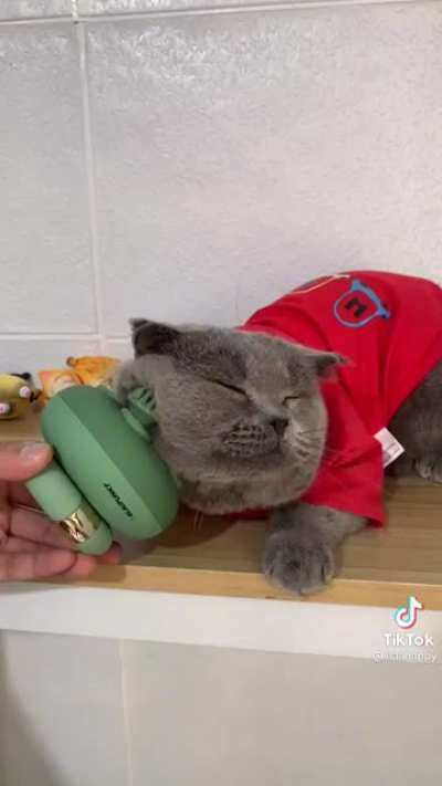 Chonky cat getting massage