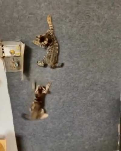 Spider cat training school