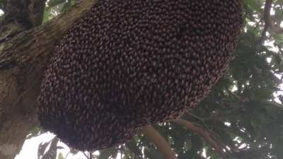 Honeybees exhibiting the defensive 'shimmering' behavior to ward off wasps