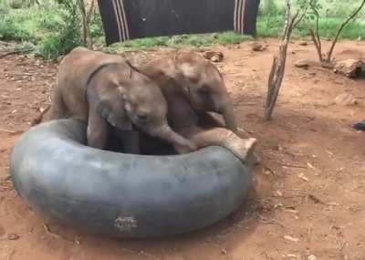 "If it fits, We sits" - Thamana and Lemeki at Sheldrick Wildlife Trust in Kenya
