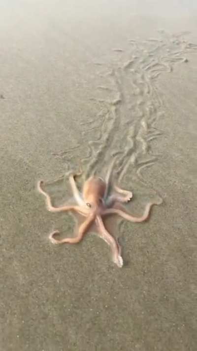 Octopus crawling at the beach