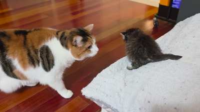 Sadie's magnificent pouch sways with contempt for Smeeg
