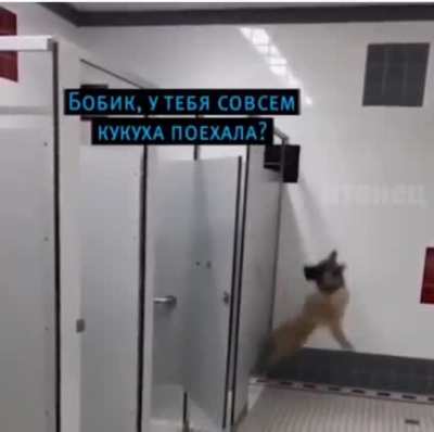 Очень любит хозяина.