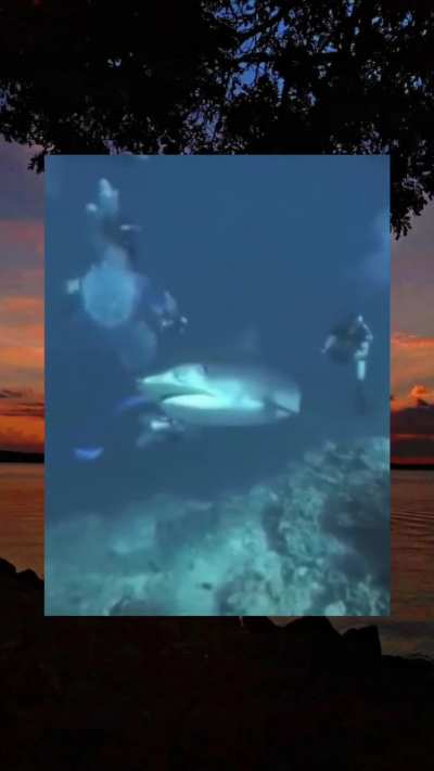 🦈 