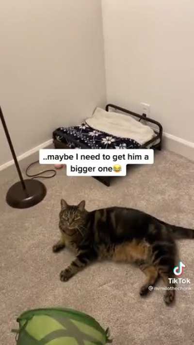 Milo have better life than me