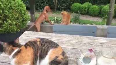 Don&rsquo;t Touch My Dog!