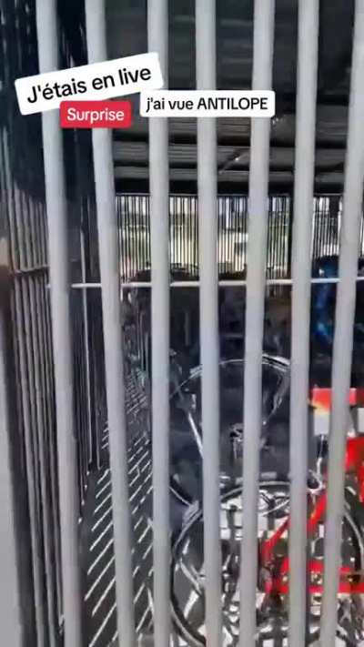 Man gets excited seeing a wild deer at the train station 