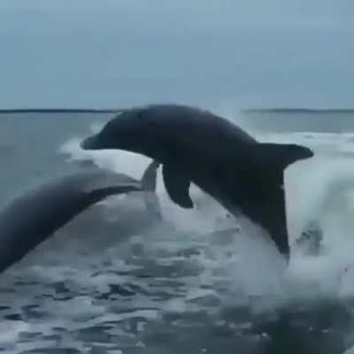Dolphins aren&rsquo;t always majestic