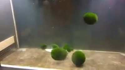 goobabs (natural moss around glaggleland)