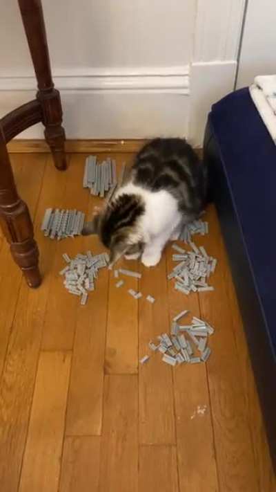 My human recommended me to post here. He is believes I&rsquo;m a very organized cat and I should get profit from that. I want to purrrsue the dream to be an independent business cat. Do I need any purrrmit to create a company? Miau miau