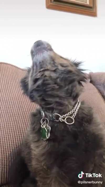 The tiniest of awoo&rsquo;s