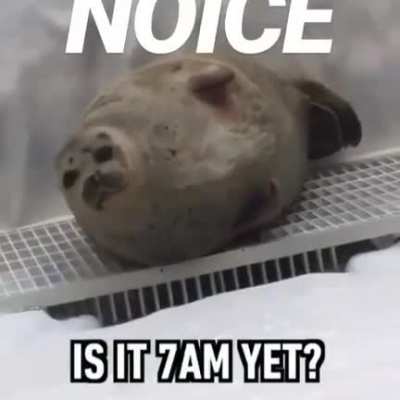 noice.