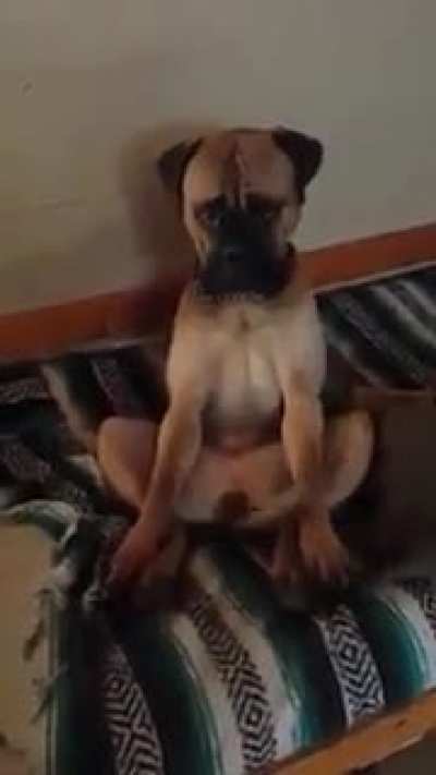 The derp is strong