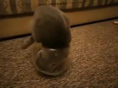 The tail tuck