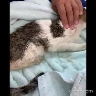 This little stray got into one of the tiger enclosures and was caught by the tigers . she&rsquo;s doing well now and won&rsquo;t be a little stray anymore