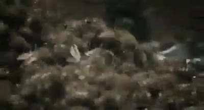 I hope this hasn&rsquo;t been posted before. A hornet kills a honey bee, so the others mob him and generate enough heat to cook him alive.