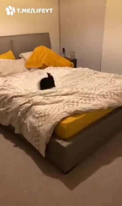 Не только котики могут в тыгыдык.