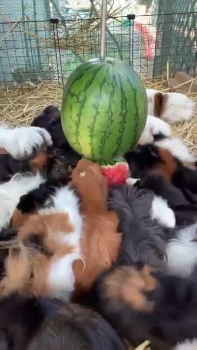 Guinea Pigs enjoy eatting Watermelons!