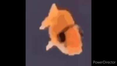 Moldy fish