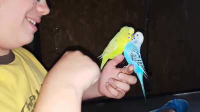 When my parrot is angry