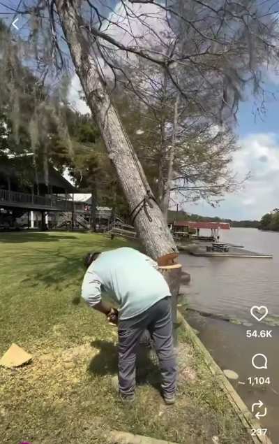 This guy is a wizard, what&rsquo;s happening with the tree to achieve such a gentle fell?