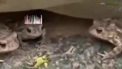 Just some lovely frogs