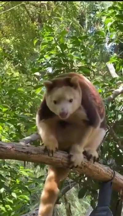 Tree-kangaroos are marsupials of the genus Dendrolagus, adapted for arboreal locomotion. They inhabit the tropical rainforests of New Guinea and far northeastern Queensland, along with some of the islands in the region. All tree-kangaroos are considered t