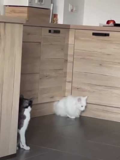cats are liquids