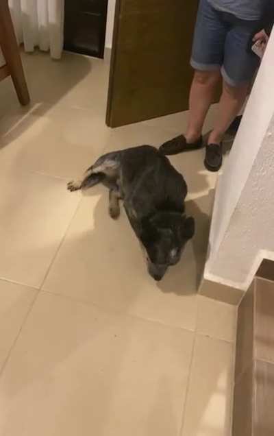 This is how our dog greets us when he knows he&rsquo;s done something naughty. Do you know why? Anyone else&rsquo;s does this?