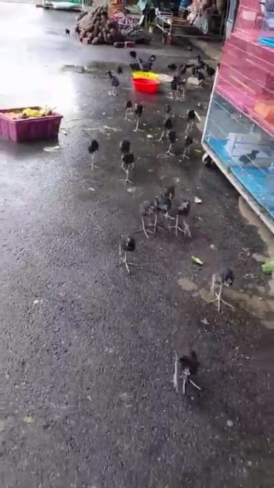 THEY are coming