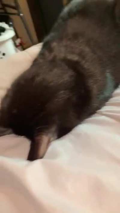 sleep loaf
