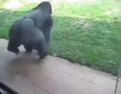 Ape spin circle cool dance. 🦧 walking.