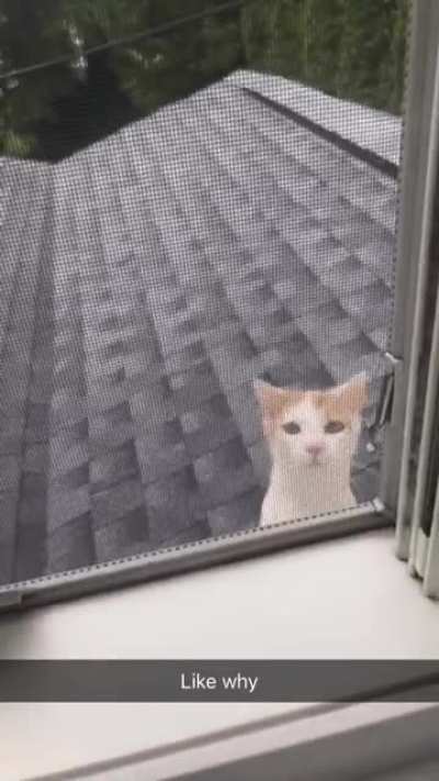 Stewie showed up at the bathroom window. On the second floor. Ended up taking out the screen to let him jump in