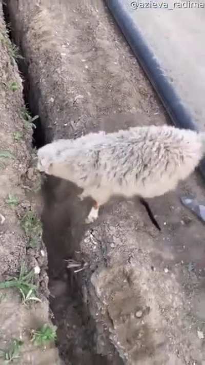 Not all animals share the same level of intelligence..