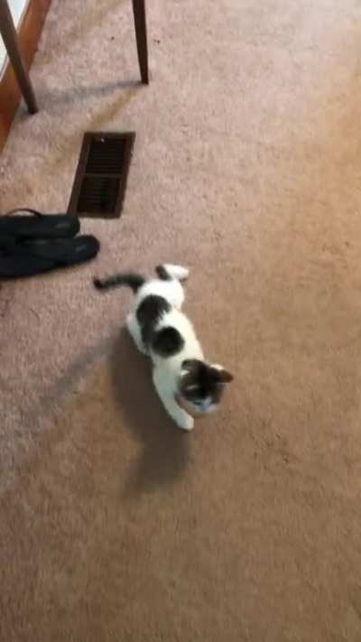 My wobbly boy💖
