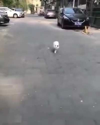 Catwalk