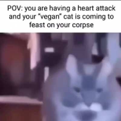 Vegan Cat