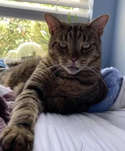 quality meow-blep by Atlas