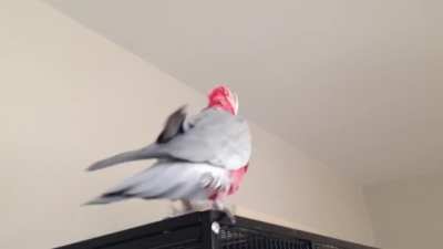 Birb