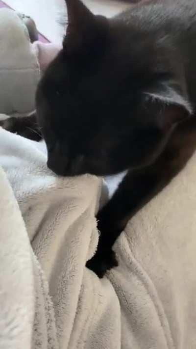 My fruitbat&rsquo;s purr appears to be broken. Gremlin sound activated